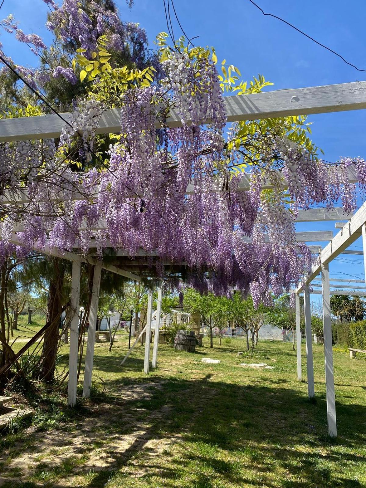 Agriturismo Tenuta La Monaca Aradeo Екстер'єр фото